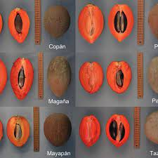 Fruit can be frozen and made into thick smoothies, milkshakes or ice cream. Representative Fruit Of Six Mamey Sapote Cultivars Grown At Two Download Scientific Diagram