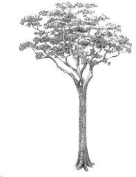 Image result for Ricinodendron