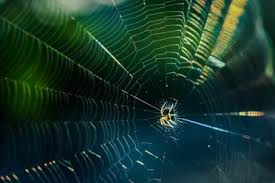 Spinne spinne spinne!!!mach sie tooood! Kommen Spinnen Nachts Ins Bett Oder Ist Das Ein Mythos Rekord Tiere