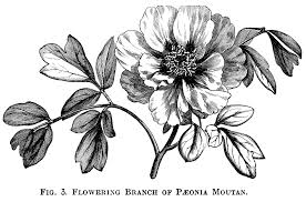 Maybe you would like to learn more about one of these? 16 Botanical Ideas Clip Art Vintage Vintage Illustration Vintage Flowers