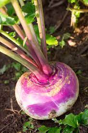 Similarly, turnip roots accumulate sugars as soil temperatures decline. Growing Turnips From Seed How To Plant Maintain And Harvest Turnips