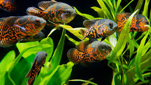 Biasanya ikan ini menjadi pelengkap ketika tankmate tidak mampu menjangkau bagian bawah dasar tank. 5 Jenis Ikan Predator Yang Bisa Dipelihara Di Akuarium Berkeluarga