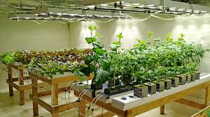 High efficiency led design, up to 2.6μmol/j. Led Grow Light Buyer S Guide Chilled Tech Led Grow Lights Spectrum Control
