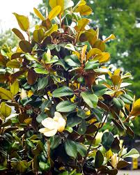 They have some of the largest flowers of all the flowering trees and present a stunning spectacle, with their picturesque branches wreathed in upright goblets of pink, purple or white. Alta Southern Magnolia For Sale Online The Tree Center