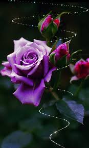 Roses Flowers Roses Purple Beauty Plants Gif Beautiful Roses Flowers Purple Roses