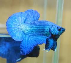 Welcome To Betta Fish Top Top Quality Betta Fish For Sale Betta Fish Fish For Sale Betta