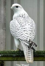 White Bird With Large Beak Pin By Utownsend On Animals Ethology Pretty Birds Birds Of Prey Animals Beautiful