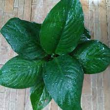 Berikut ini aneka jenisnya, dirangkum dari. Jual Promo Tanaman Hias Pohon Mauna Loa Spathupylum Daun Lebar Termurah Di Lapak Lala Shop Bukalapak