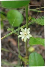 Image result for Paropsia