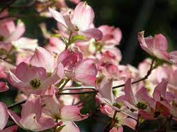 Dogwood Varieties Learn About Different Kinds Of Dogwood Trees