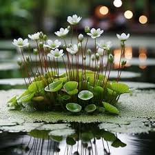 Image result for Caldesia parnassifolia