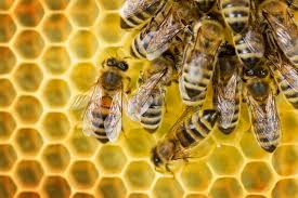 These beekeepers may be able to remove a honey bee swarm and some may also remove established honey bee colonies. How Much Does Live Bee Removal Cost Live Bee Removal