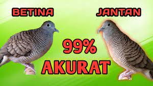 Membedakan burung perkutut jantan dan betina. Cara Membedakan Perkutut Jantan Dan Betina Paling Akurat Youtube