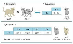 A dihybrid cross involves the crossing of just one trait. Dihybrid Crosses Bioninja
