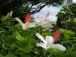 Image result for Hibiscus kirkii