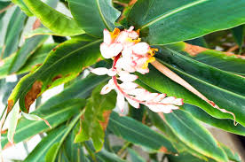 Maybe you would like to learn more about one of these? Native Flowers In Miami Beach Entouriste