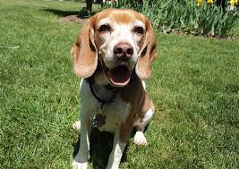 Wondering if your beagle is on this exclusive list? 225 Awesome Beagle Names Pethelpful By Fellow Animal Lovers And Experts