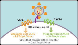 In humans, the ccr5 gene that encodes the ccr5 protein is located on the short (p). Tropism Assays Monogram Biosciences