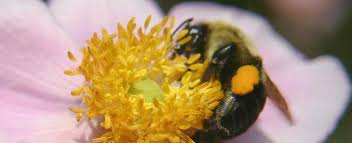 Other common flower sleepers are bumble bees, both male and female. 0hjdlwoypcojjm
