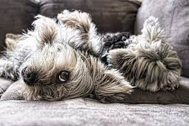 We did not find results for: Apartment Dog Guide Your Guide To Getting A Dog For Apartment Living