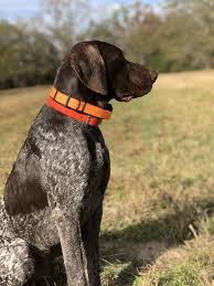 If you own a german shorthaired pointer, you'll be one of relatively few people who can say that your dog has webbed feet. Puppies For Sale Hillside S Happenings German Shorthaired Pointer Puppies