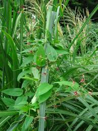 Image result for Vincetoxicum conspicuum