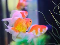 Check spelling or type a new query. Wellnesswednesday Stop Overfeeding Your Fish Follow A Routine Regimen Of Feeding Including Once In The Mornin Koi Fish Aquarium Koi Wallpaper Aquarium Fish