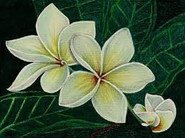 Maybe you would like to learn more about one of these? Jasmine Flower By Sarorita On Deviantart