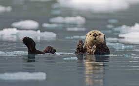 Sea Otter Swims On Its Back Prince William Sound By Design Pics Sea Otter Otters Mammals