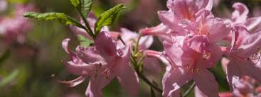 We did not find results for: Azaleas Minnesota Hardy