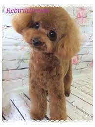 トイプードル カット写真集 プードルカット トイ プードル カット 犬のグルーミングスタイル
