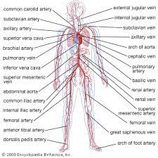Circulatory System Circulatory System Human Circulatory System Circulatory System Function