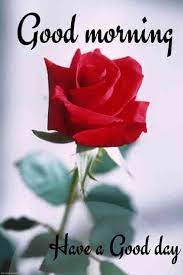 150 Beautiful Good Morning Images Best Collection Good Morning Roses Good Morning Flowers Latest Good Morning Images