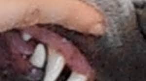 The capillary refill test is often done by pressing on a finger or toe. Dog Word Of The Day Capillary Refill Time Dog Discoveries