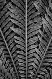 Black And White Abstract Photography Abstract Black And White Fern Print Leaf Wall Art Calming Etsy Black And White Wall Art White Wall Art Leaf Wall Art