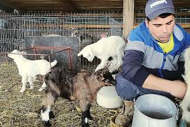 Exploatații reproducţie, vacilor de lapte, altor vaci, caprelor de prăsilă, oilor. Cresterea Caprelor Lumea Satului