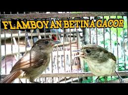 Kemampuan berkicau dari burung flamboyan dapat menirukan suara burung lain, sehingga banyak di pelihara pecinta burung sebagai burung masteran untuk cara membedakan burung flamboyan jantan dan betina, bisa di lihat pada bagian paruh bawahnya, dimana untuk jantan warna paruhnya. Flamboyan Betina Gacor Nyecret Ngeroll Youtube