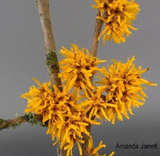 Image result for Hamamelis mollisi