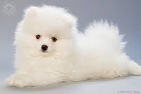 Photos Of Two Months Old Pomeranian Puppies Art Of Andreas Avester