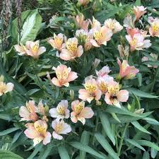Alstroemeria Inca Ice Buy Peruvian Lily Perennials Online In 2021 Peruvian Lilies Alstroemeria Lily Plants