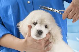 Learn a few haircutting tricks from the groomer and style your pet's hair yourself. Poodle Grooming A Complete Guide To How To Groom A Poodle