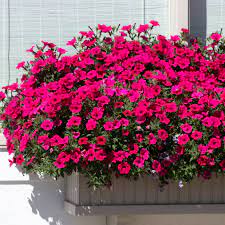 This allows for various window box arrangements that showcase various plants while giving you the most full effect. Flowering Window Box Ideas That Work For Sunny Gardens
