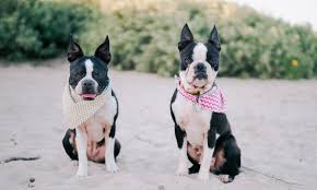 We did not find results for: Waiting Two Heat Cycles Before A Spay Maggielovesorbit Com
