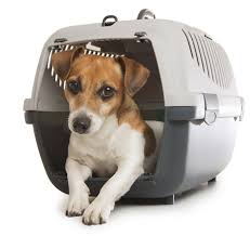 Let global pet relocation handle your pet's move! Ostrich Shipping Services Chennai