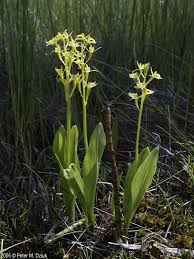 Image result for Liparis