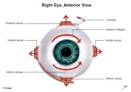 Muscles Of Eye Ophthalmology Medbullets Step 2 3