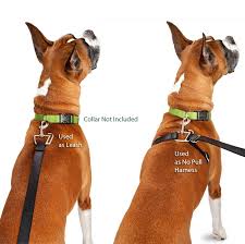 How to put on the 5 main types of dog harnesses. How Do You Put A Dog Harness On A Puppy Www Qyamtec Com
