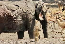 This poor Elephant got caught badly in the recent Etosha fires.