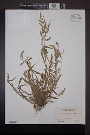 Image result for Echinochloa frumentacea