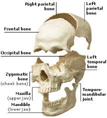 While telling the exact number of bones in the human body, this bodytomy article also describes the main types and distribution of bones in the body. Dk Science Skeletal System